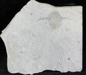 Well Preserved Phyllocarid (Pseudoarctolepis sharpi) - Utah #21535-4